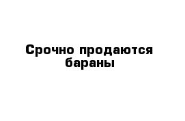 Срочно продаются бараны